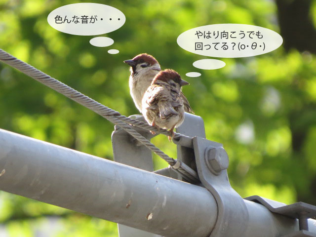 春の野鳥