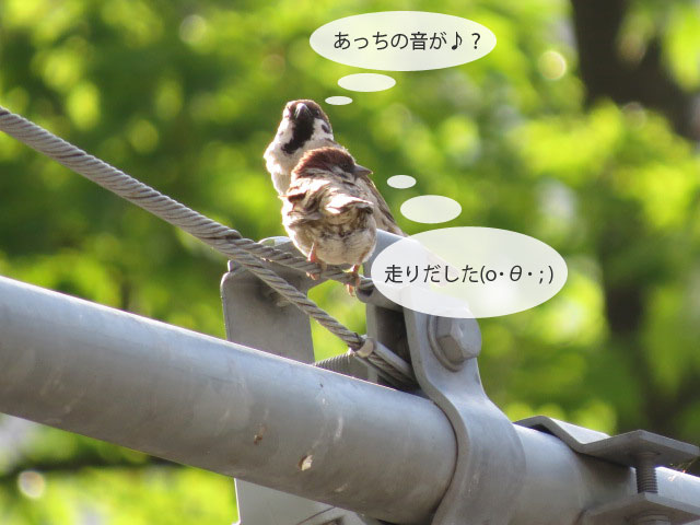 春の野鳥