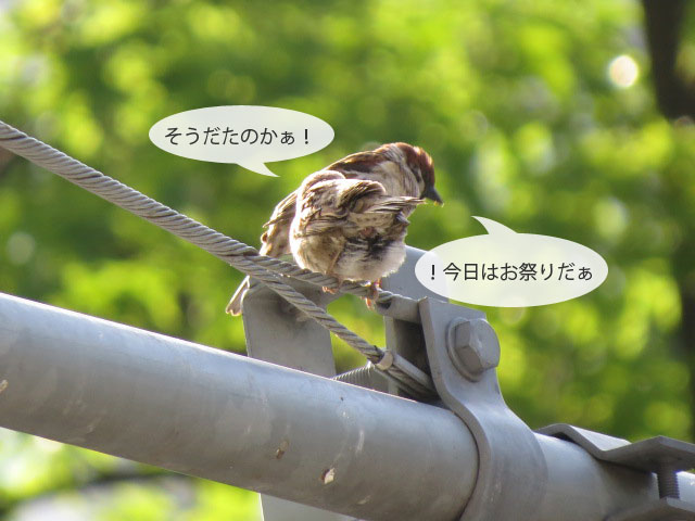 春の野鳥