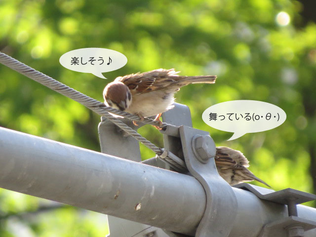 春の野鳥