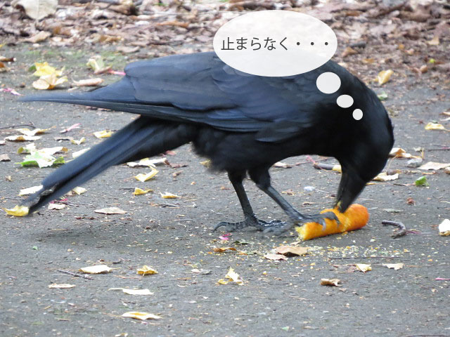 春の野鳥