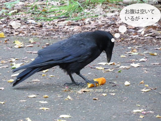 春の野鳥