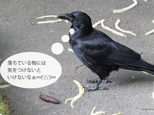 春の野鳥