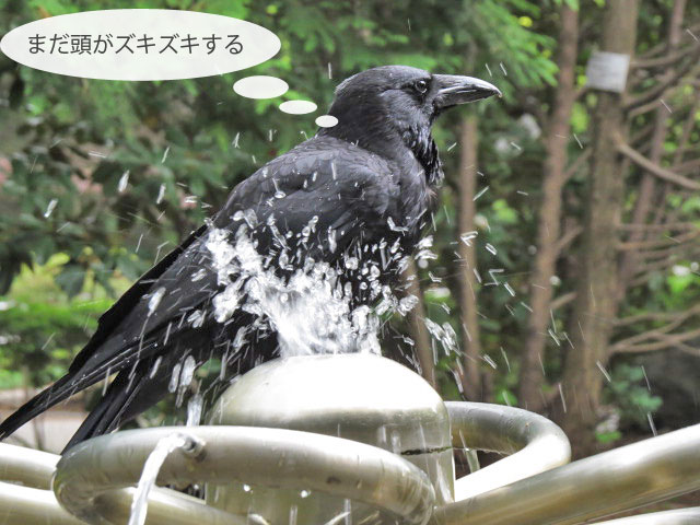 春の野鳥