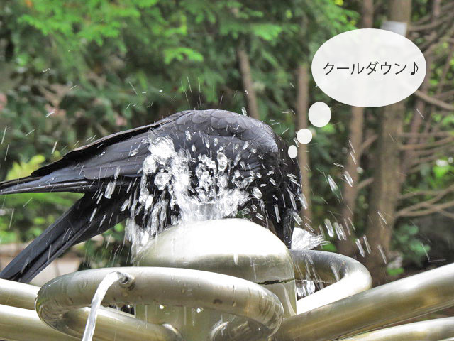 春の野鳥