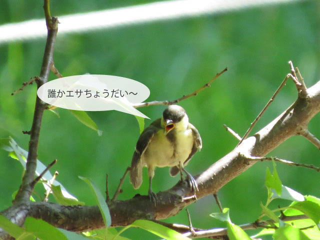 春の野鳥