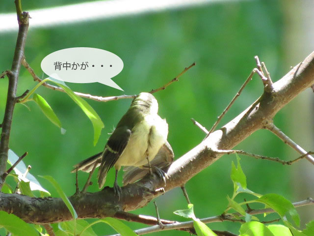 春の野鳥