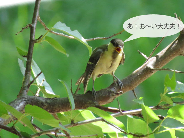 春の野鳥