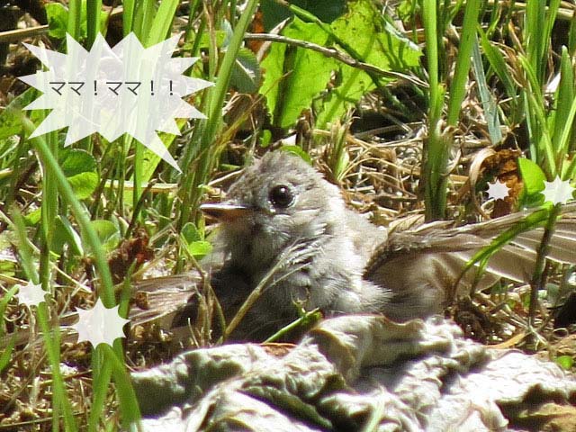 春の野鳥