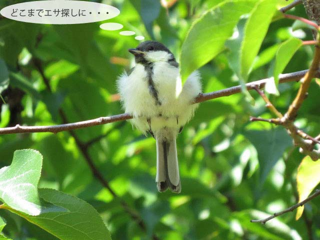 春の野鳥