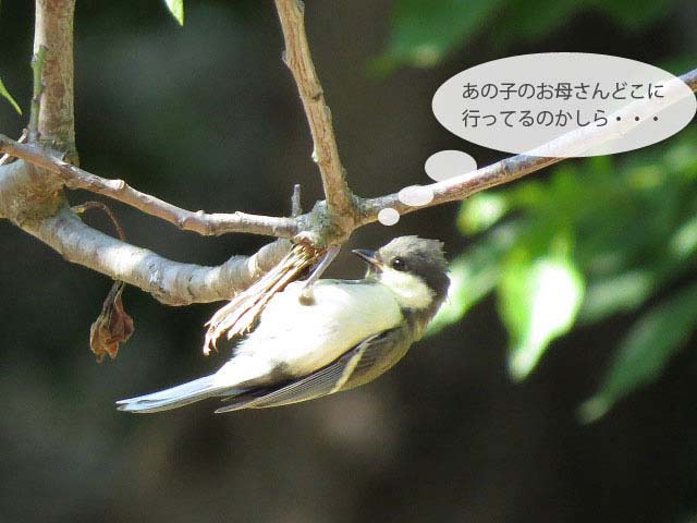 春の野鳥