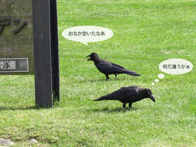 春の野鳥