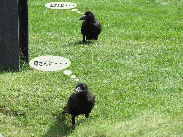 春の野鳥