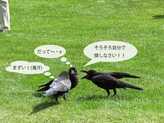 春の野鳥