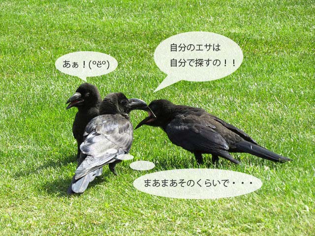 春の野鳥