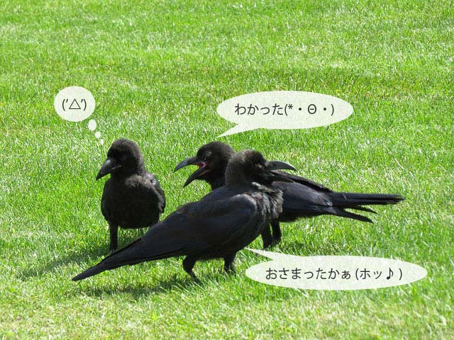 春の野鳥