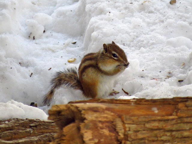 シマリス