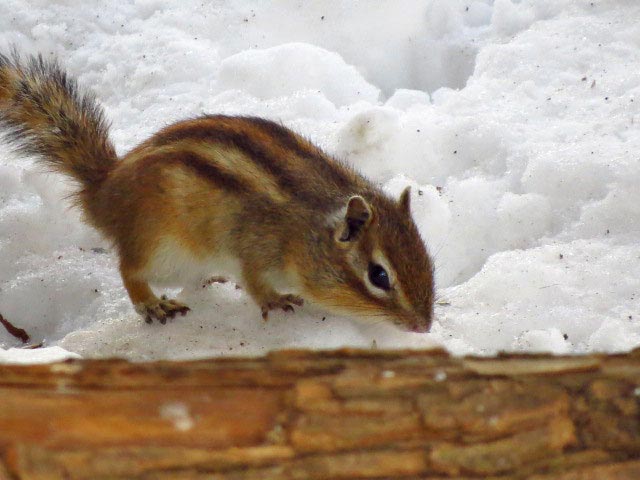 シマリス