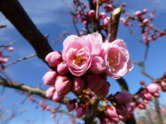 平岡公園梅まつり