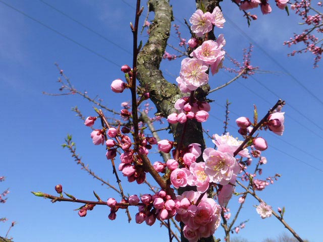 平岡公園梅まつり