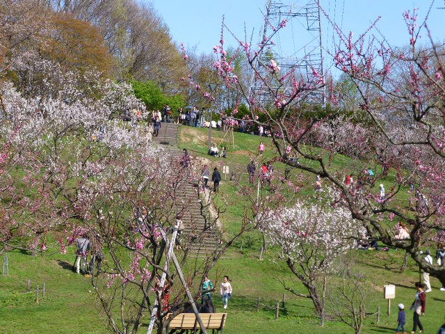 平岡公園梅まつり