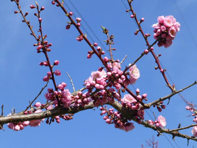 平岡公園梅まつり