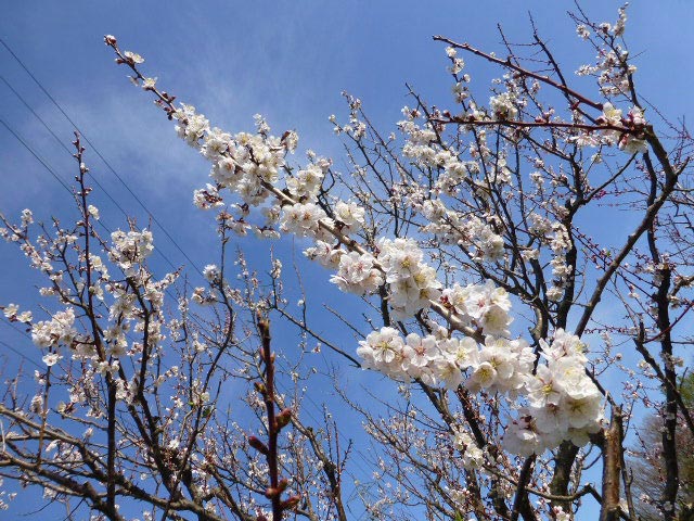 平岡公園梅まつり