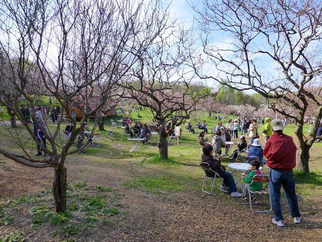 平岡公園梅まつり