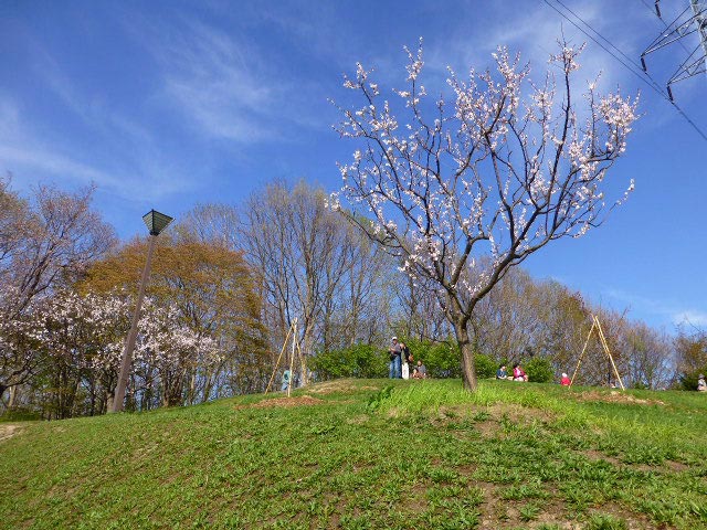 平岡公園梅まつり