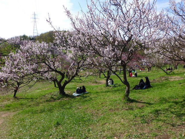 平岡公園梅まつり