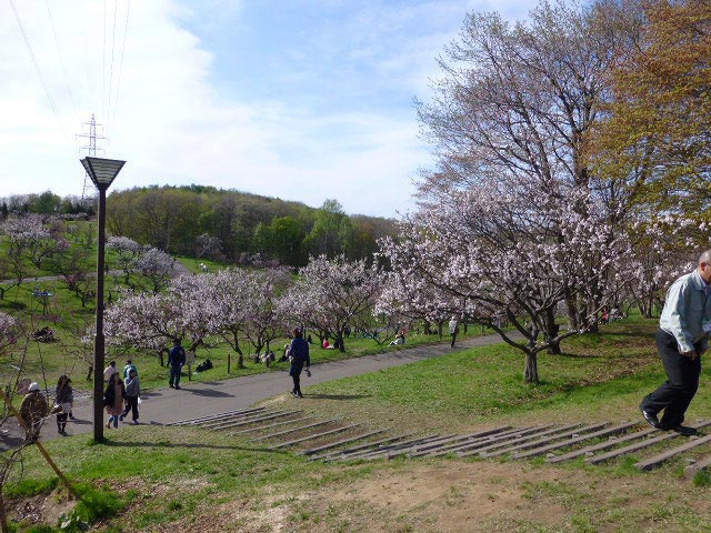 平岡公園梅まつり