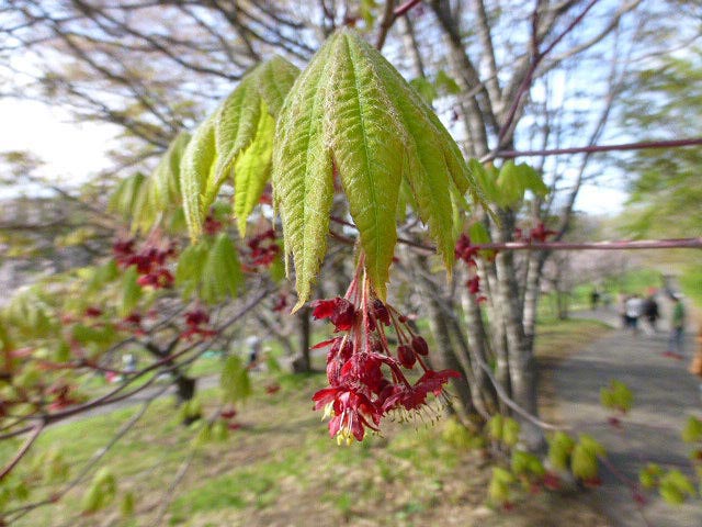 平岡公園梅まつり