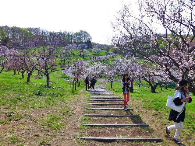 平岡公園梅まつり