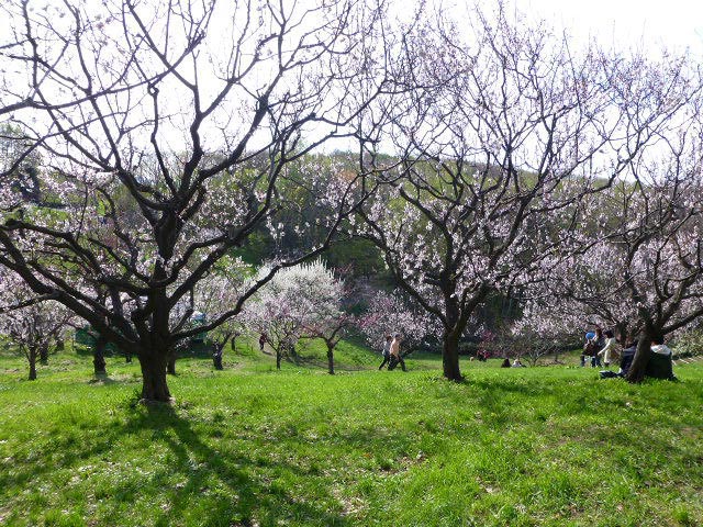 平岡公園梅まつり