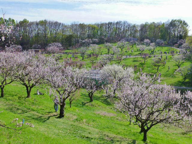 平岡公園梅まつり