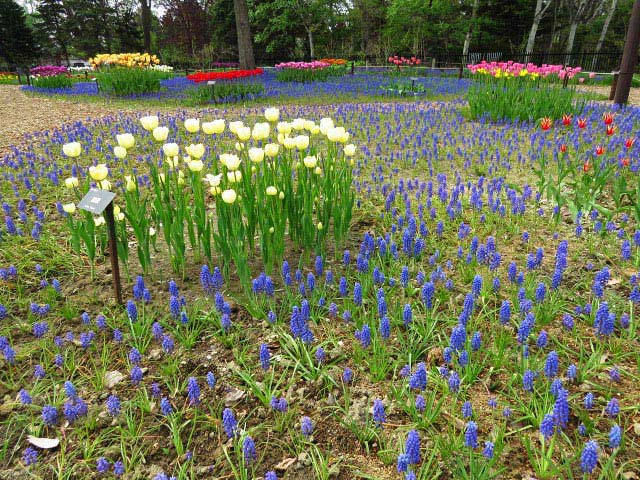 百合が原公園チューリップ