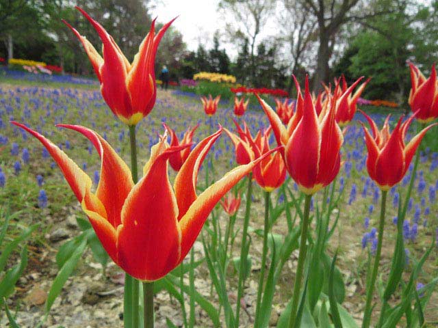 百合が原公園チューリップ