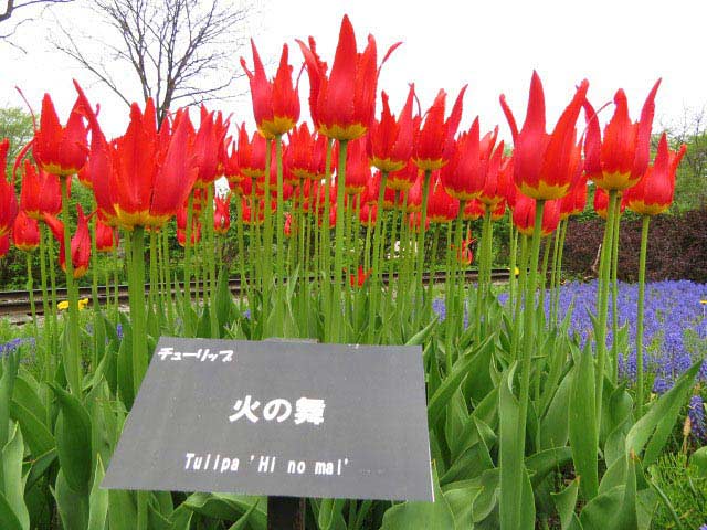 百合が原公園チューリップ