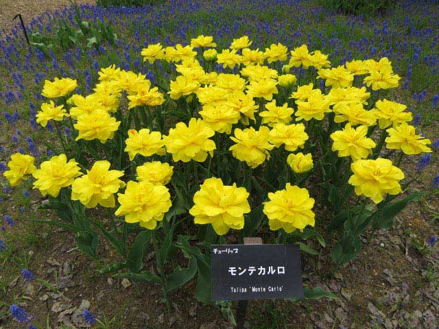 百合が原公園チューリップ