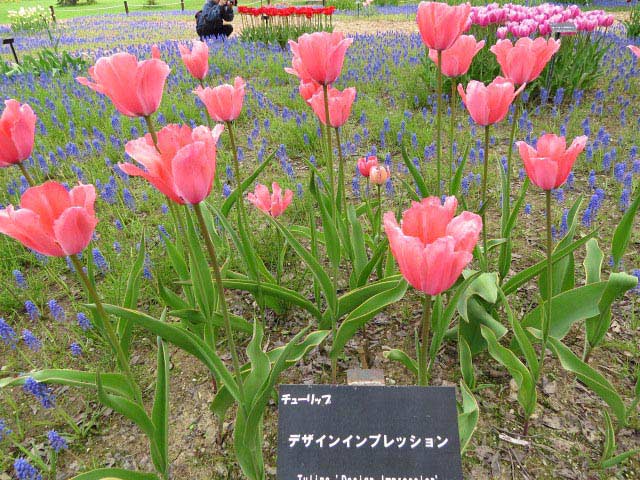 百合が原公園チューリップ