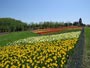 滝野すずらん公園、チューリップ