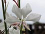 豊平公園に咲く花