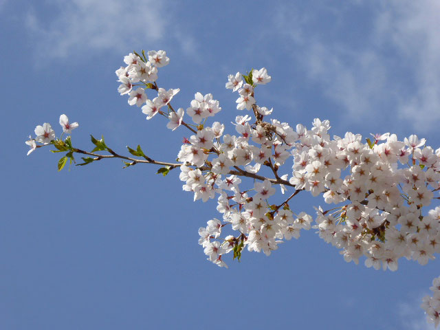 中島公園・桜