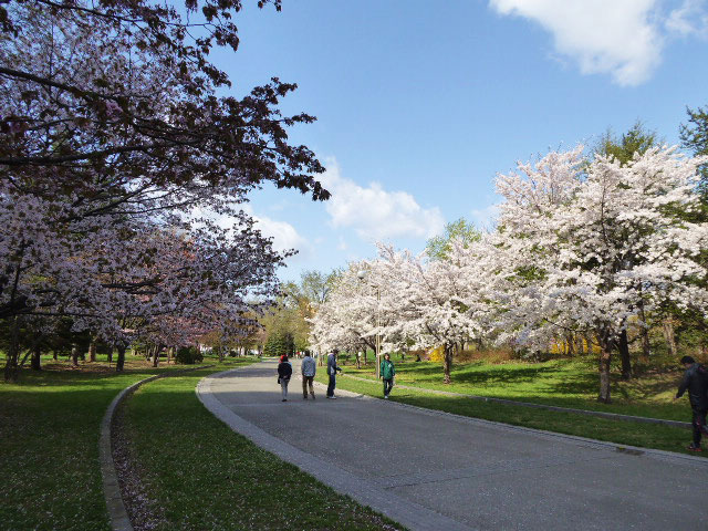 中島公園・桜