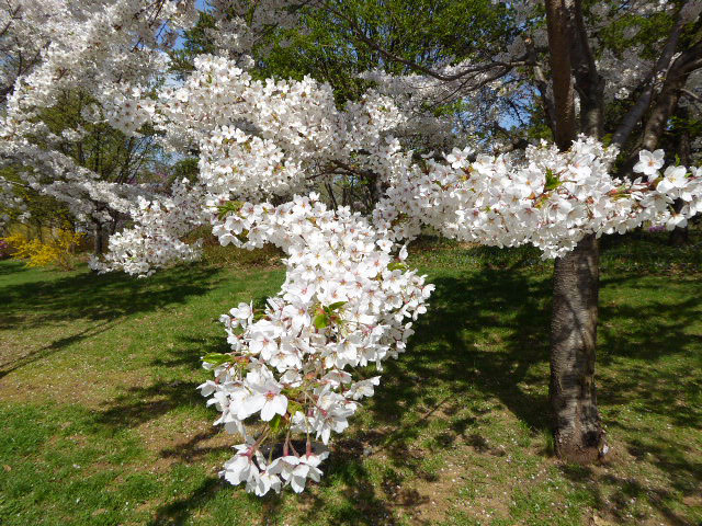 中島公園・桜