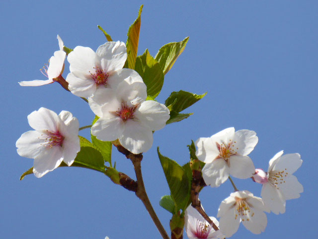 中島公園・桜