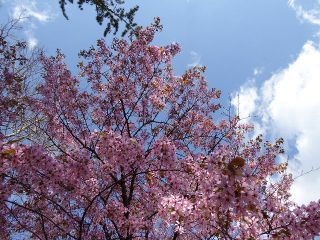 中島公園・桜