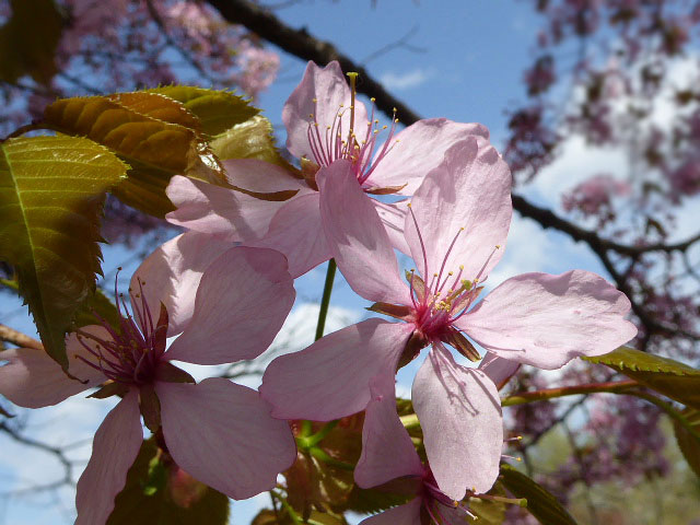 中島公園・桜