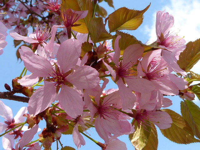 中島公園・桜