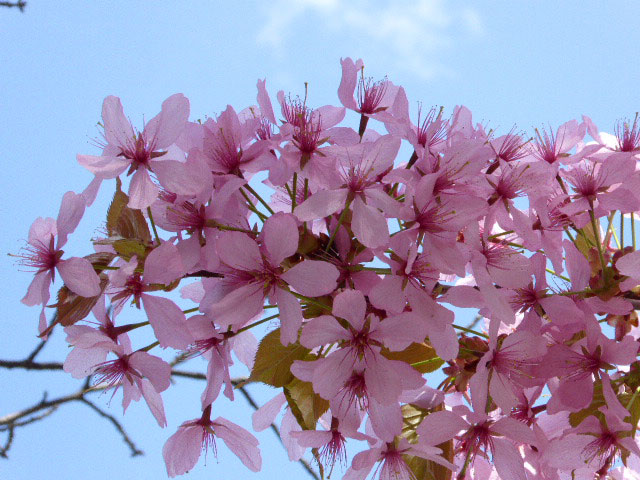 中島公園・桜